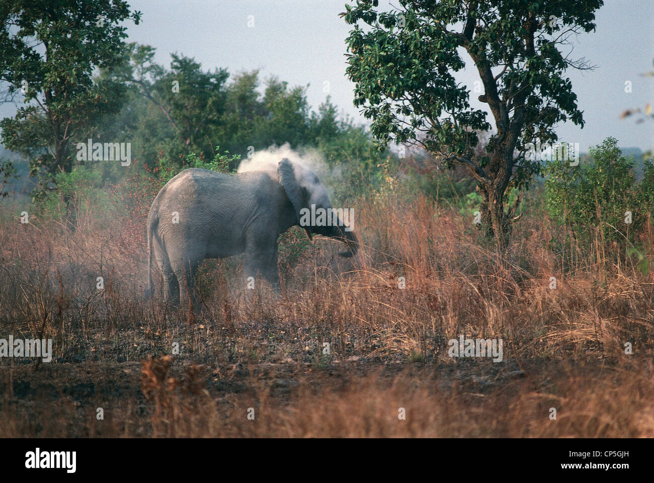 Zoology - Elefantidi - proboscideans - African elephant (Loxodonta africana). Togo, Savannah Stock Photo