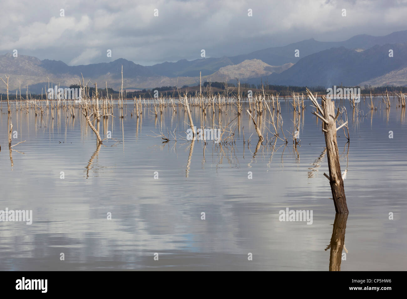 A  lake with dead trees sticking out of it, in the Western Cape, South Africa Stock Photo