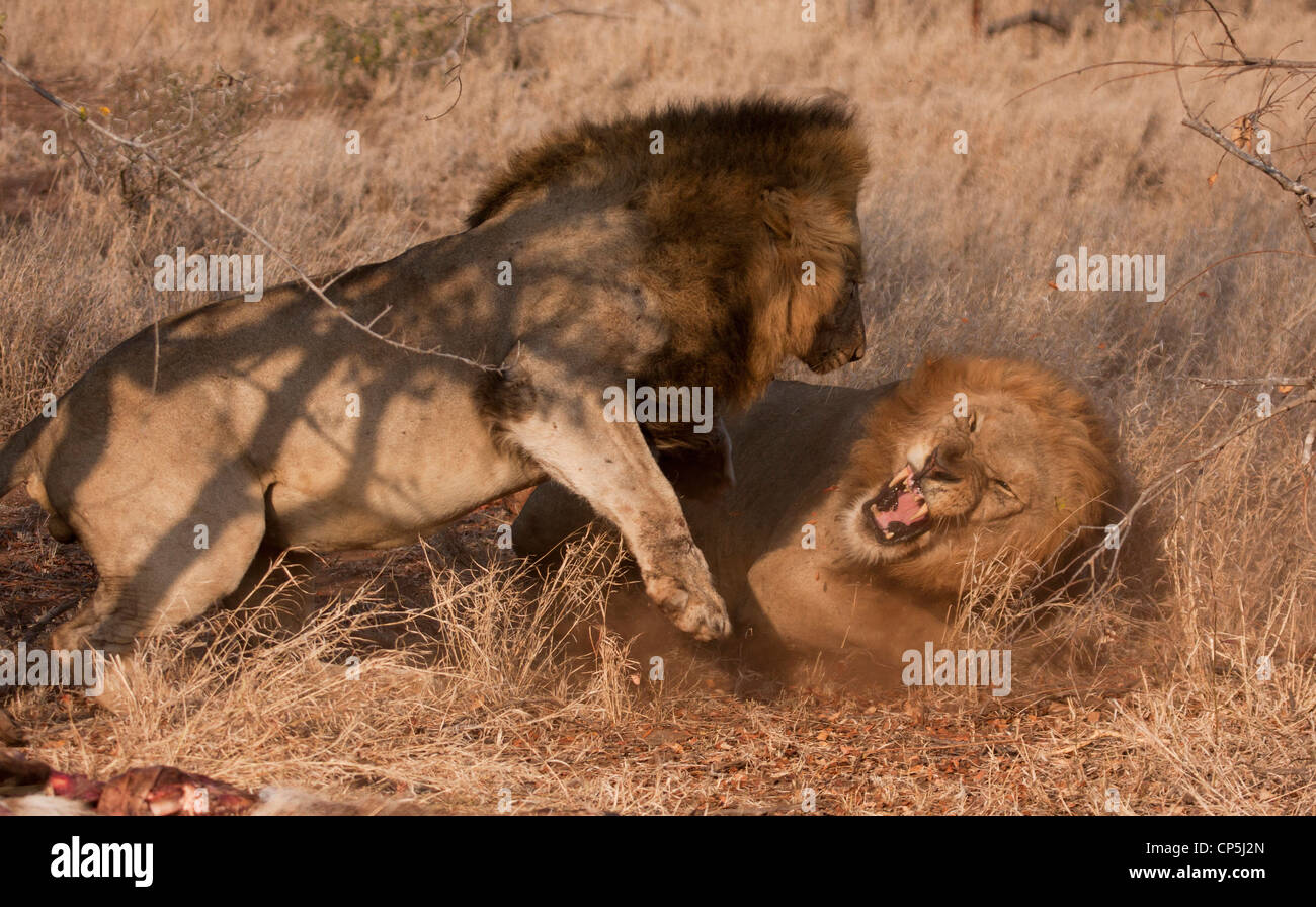 Two male lions fighting Stock Photo