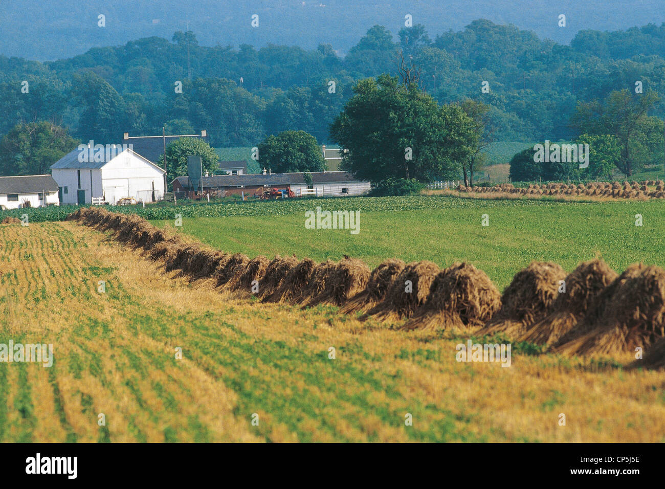 United States of America - Pennsylvania - Lancaster. Sheaves of wheat harvested by hand in an ...