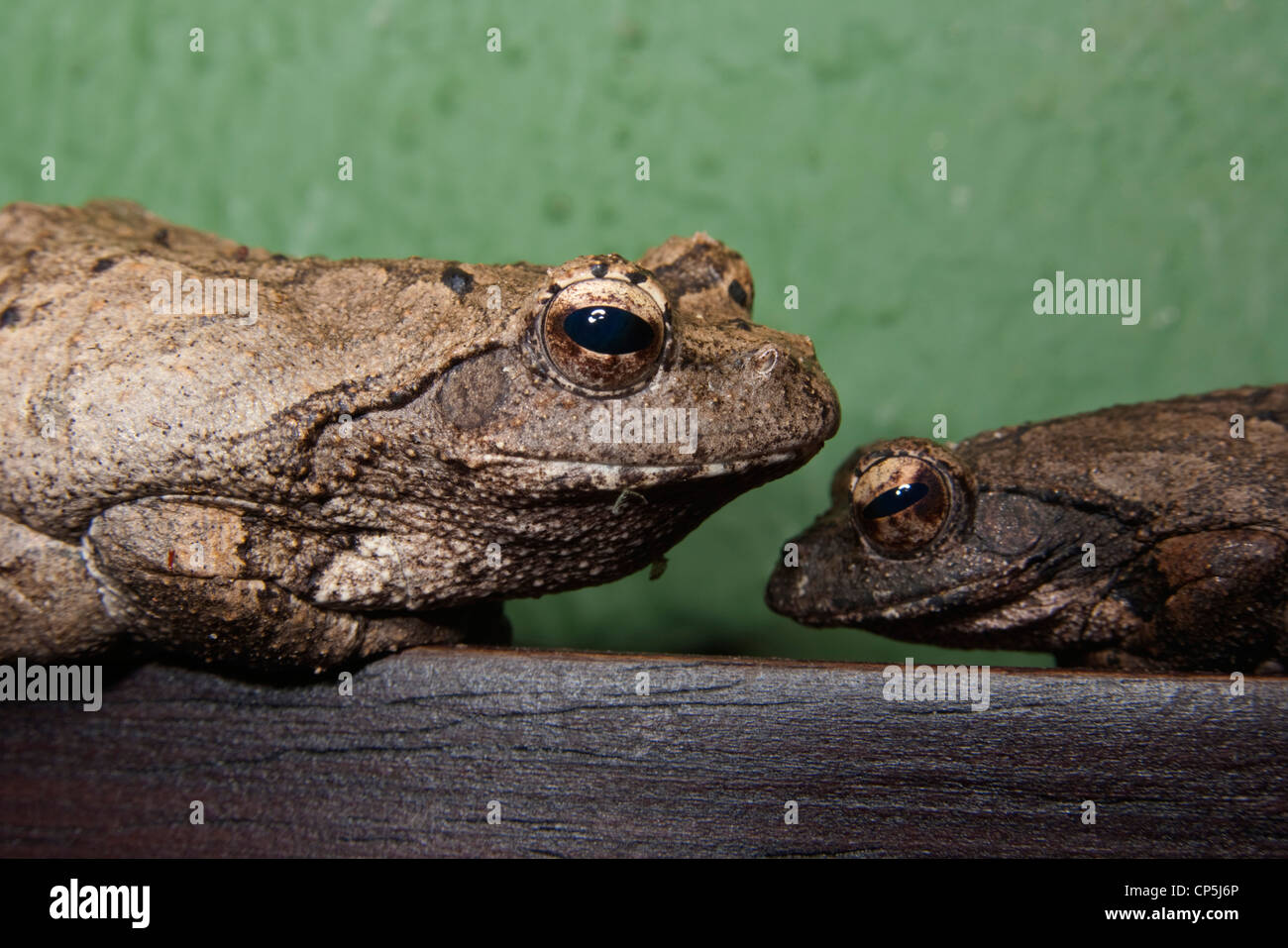 Two tree frogs sitting head-to head Stock Photo