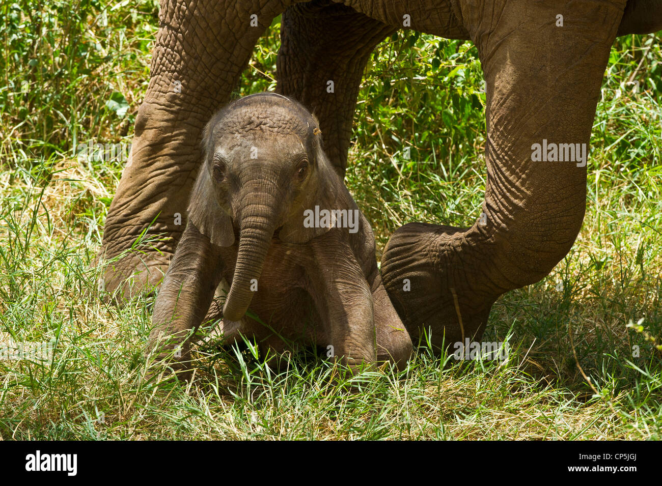 Elephant calf (Loxodonta africana) rising from a lying down position in the grass beneath its mother Stock Photo