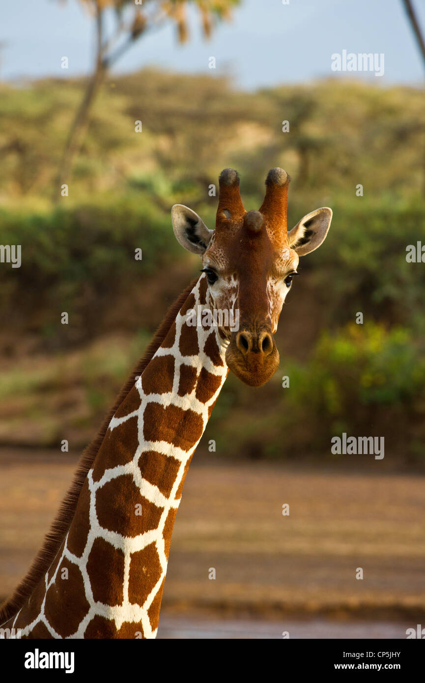 Reticulated giraffe bull (Giraffa camelopardalis reticulata); portrait Stock Photo