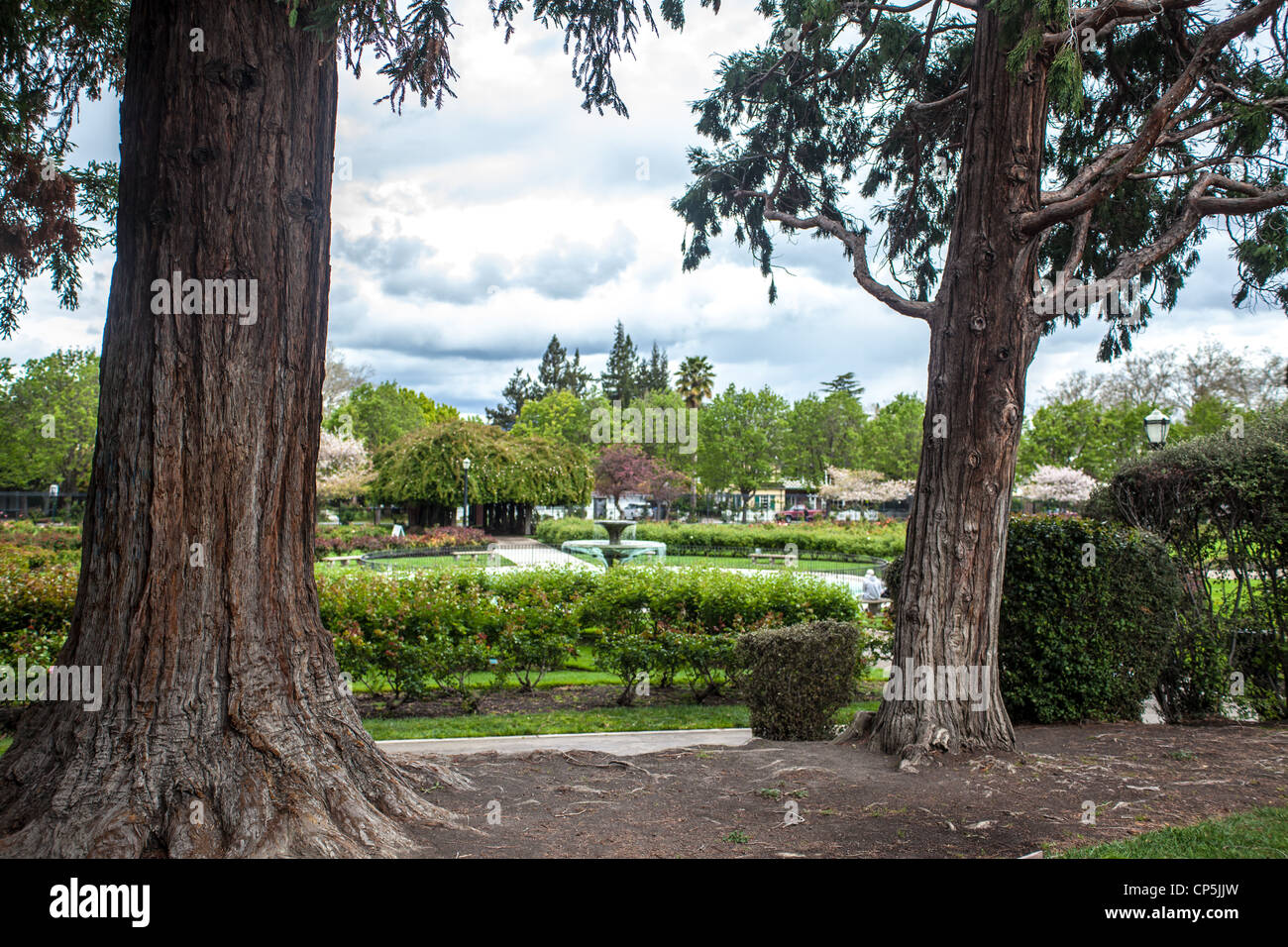 San Jose California's Rose Garden Stock Photo Alamy