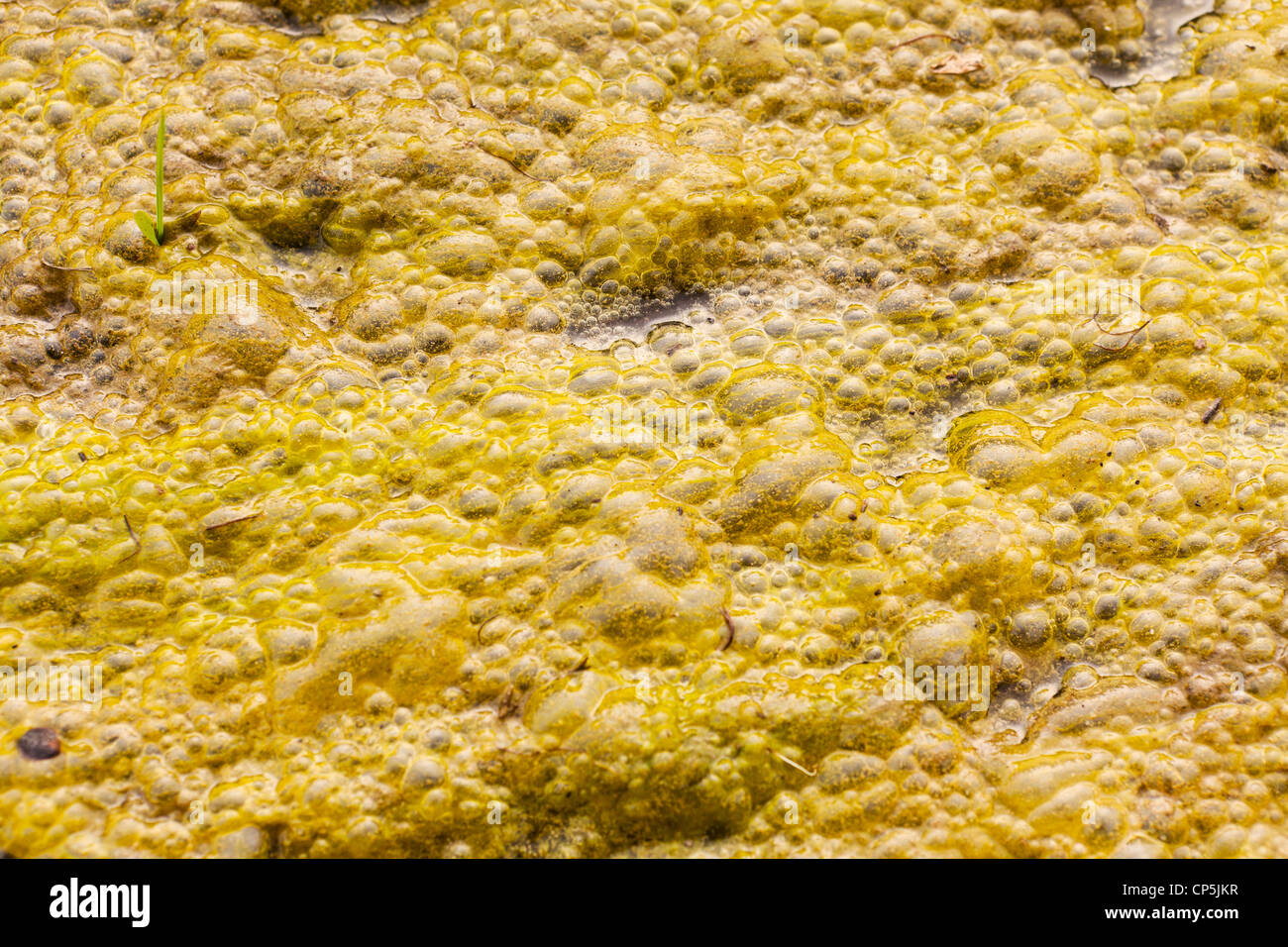 Yellow green algae bubbles formed on top of still water (algal bloom) - USA Stock Photo