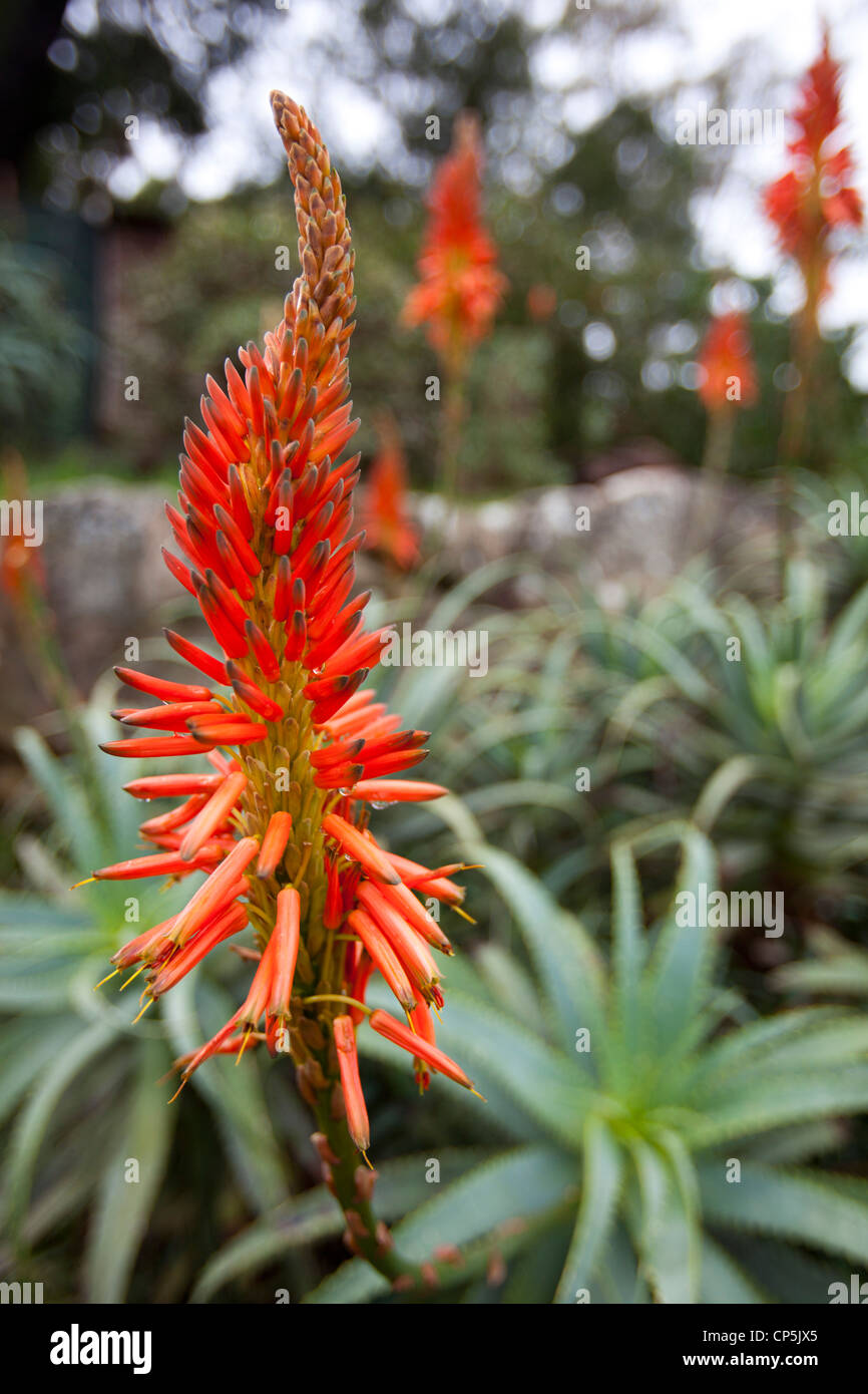 Cone shaped flower hires stock photography and images Alamy