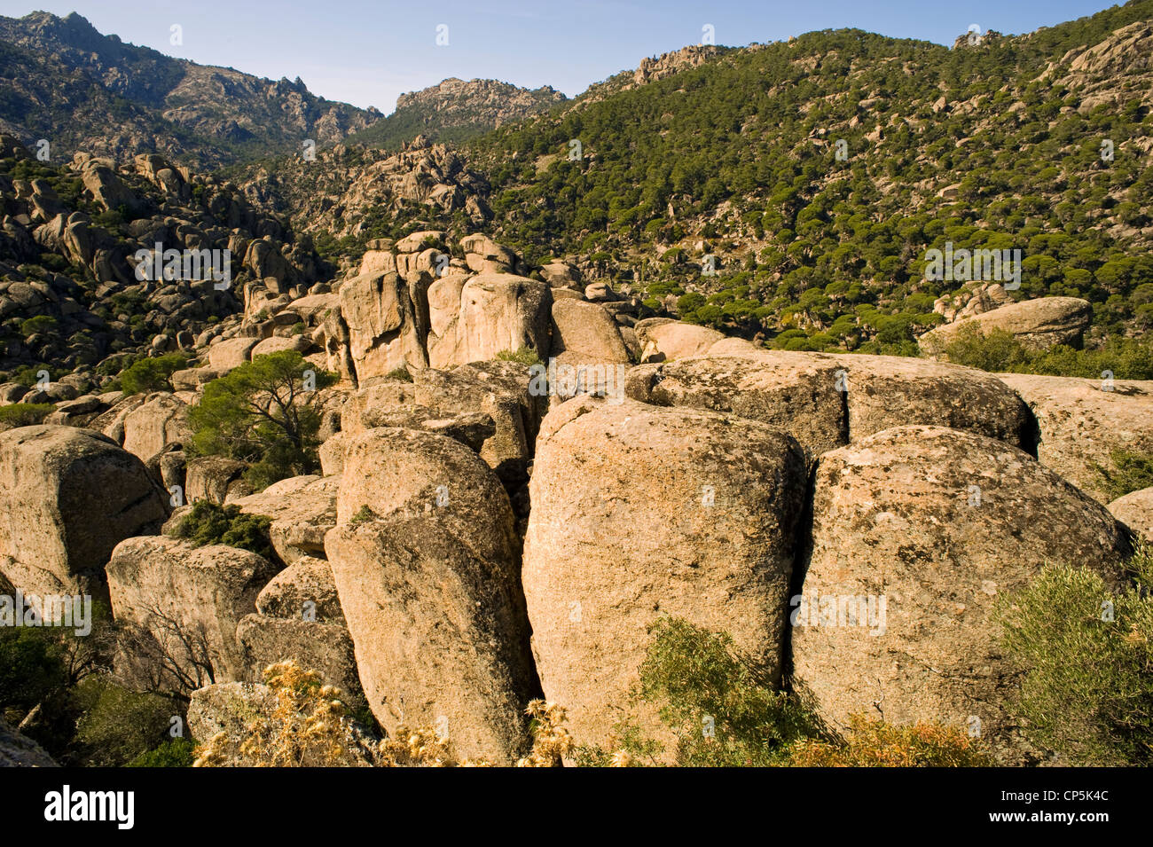 Rocky landscape and stone pine forest in Besparmak Mountains Turkey Stock Photo