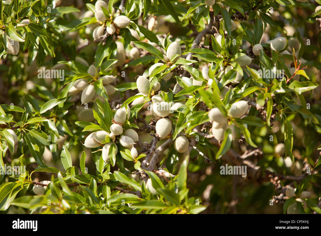 Almond fruits on branch Stock Photo