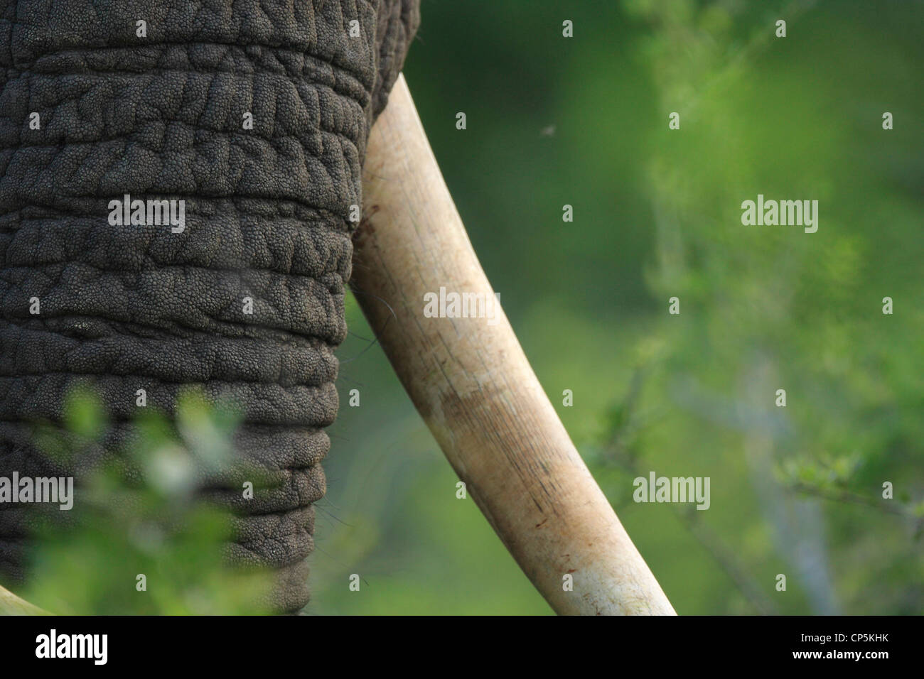 Elephant close up Stock Photo - Alamy