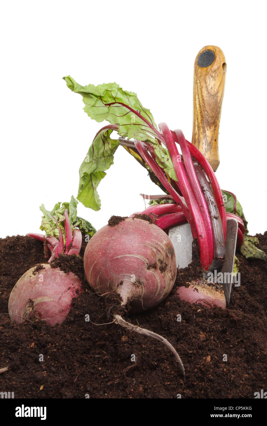 Beetroot crop hi-res stock photography and images - Alamy
