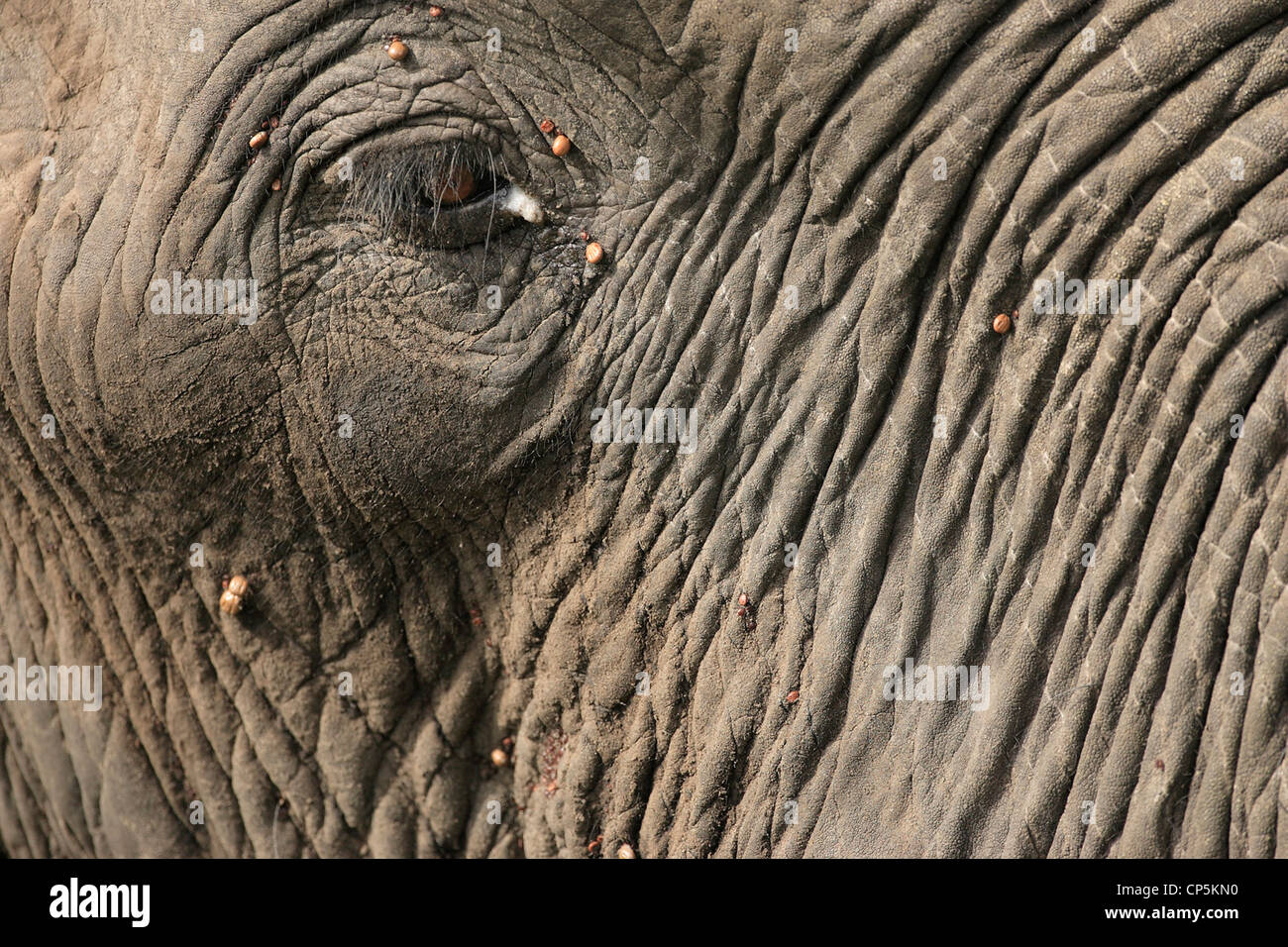 Close-up of Elephant eye with ticks on skin Stock Photo