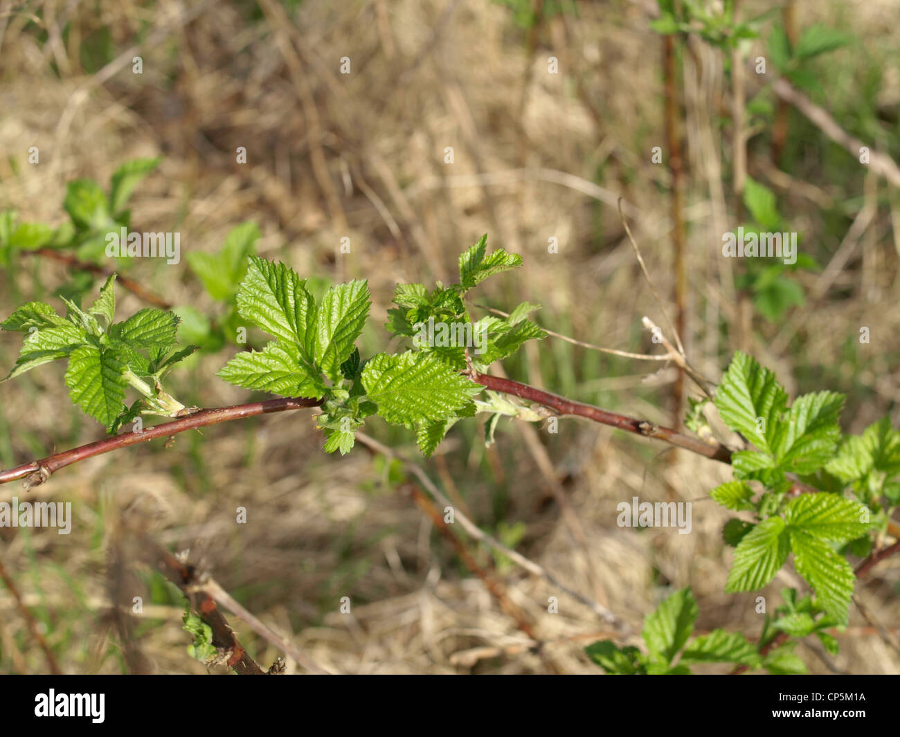 fresh leaves on a blackberry bush in spring / frische Blätter an einem