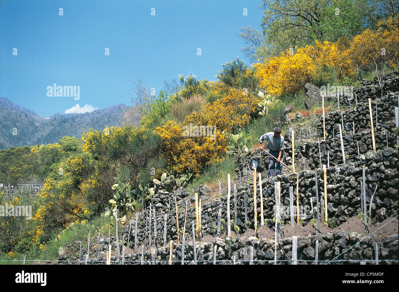 Sicily Zafferana Etnea Growing Vine Terrace Stock Photo