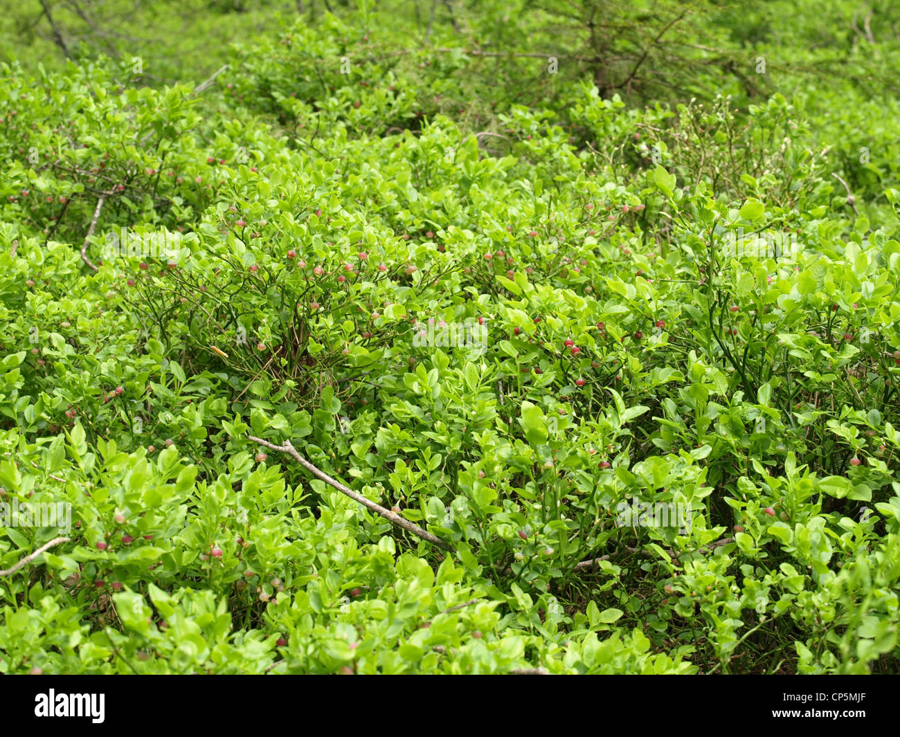 blueberry bush in spring / Vaccinium myrtillus / Heidelbeerstrauch im