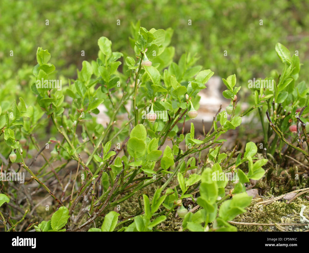 blueberry bush in spring / Vaccinium myrtillus / Heidelbeerstrauch im