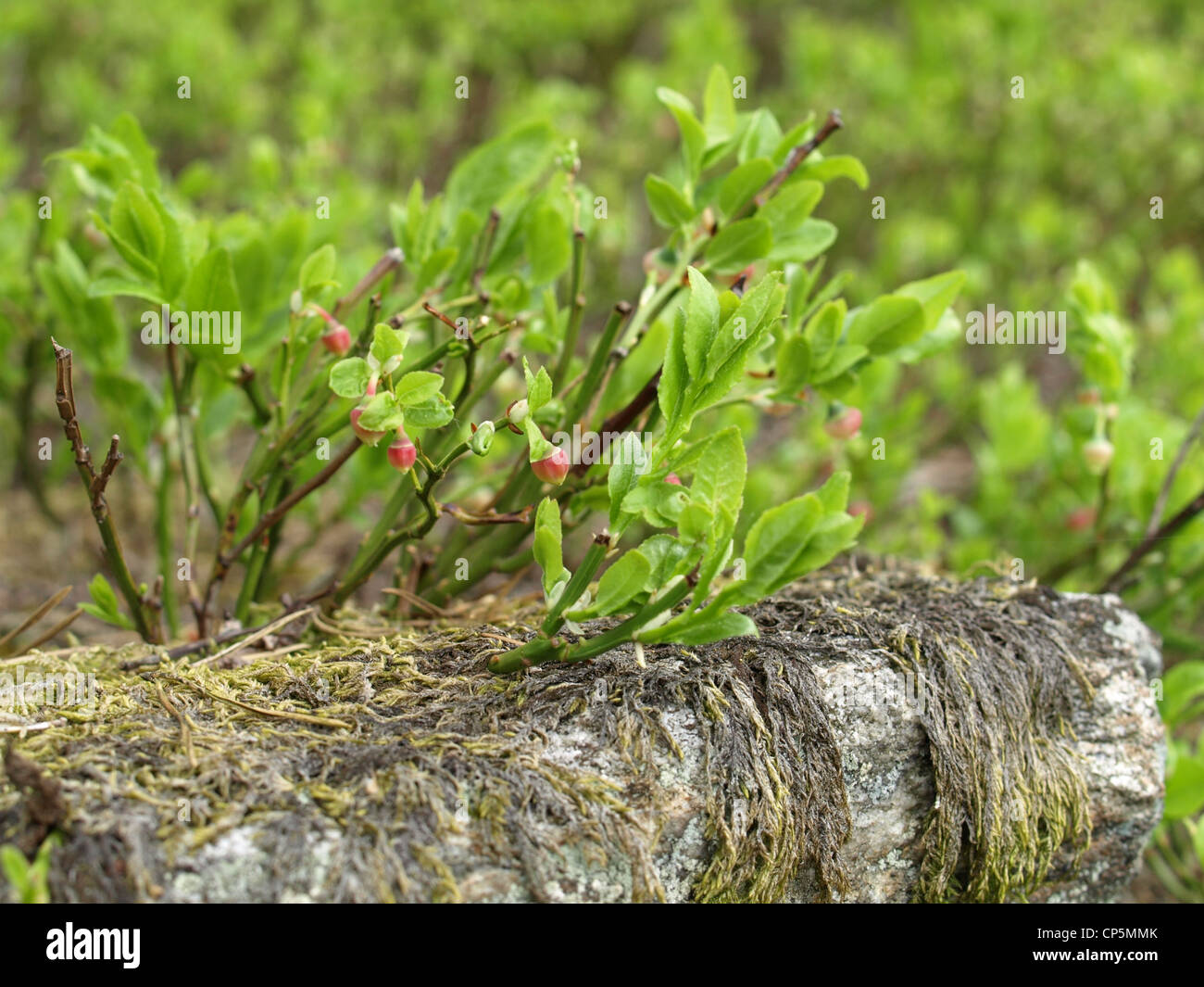 blueberry bush in spring / Vaccinium myrtillus / Heidelbeerstrauch im