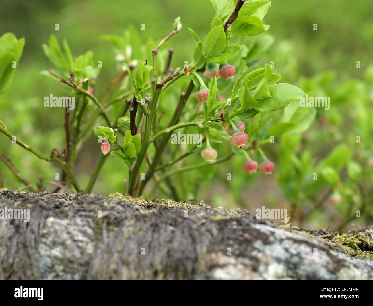 blueberry bush in spring / Vaccinium myrtillus / Heidelbeerstrauch im