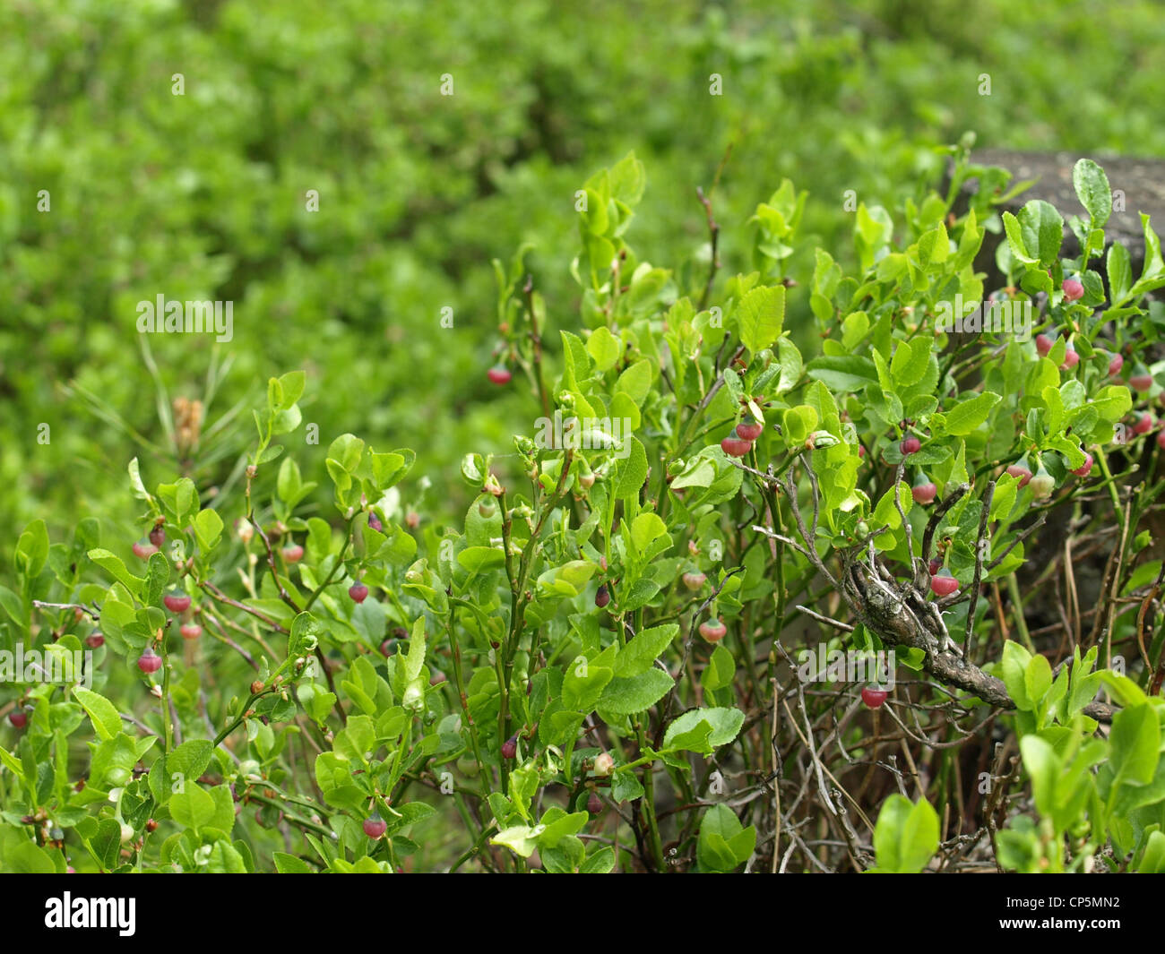 blueberry bush in spring / Vaccinium myrtillus / Heidelbeerstrauch im