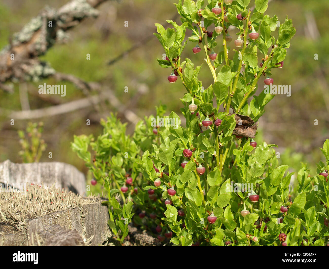 blueberry bush in spring / Vaccinium myrtillus / Heidelbeerstrauch im