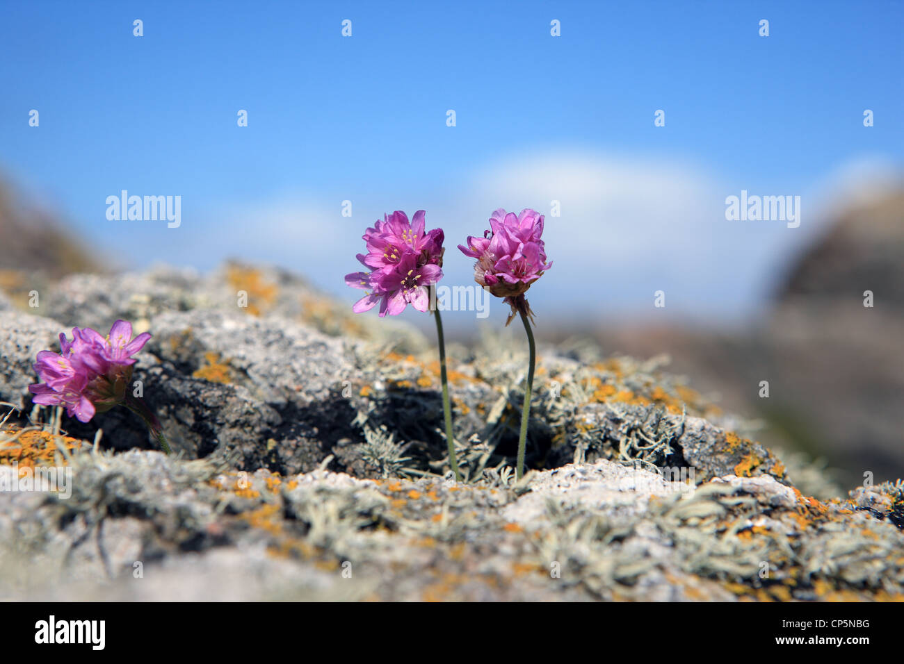 Pink sea thrift on the shore line o the Isle of Iona Stock Photo