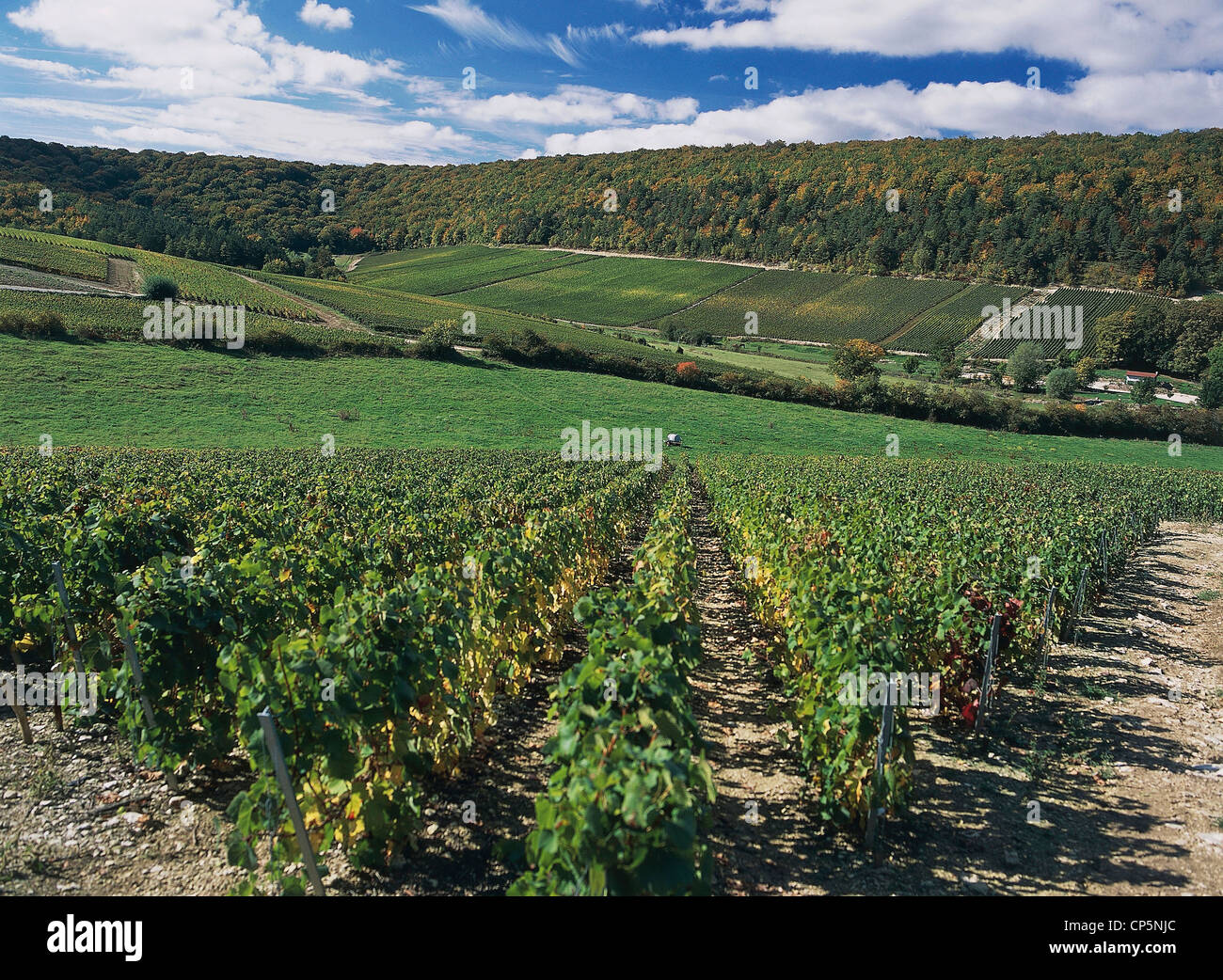 France - Champagne - vineyards near Epernay. Stock Photo