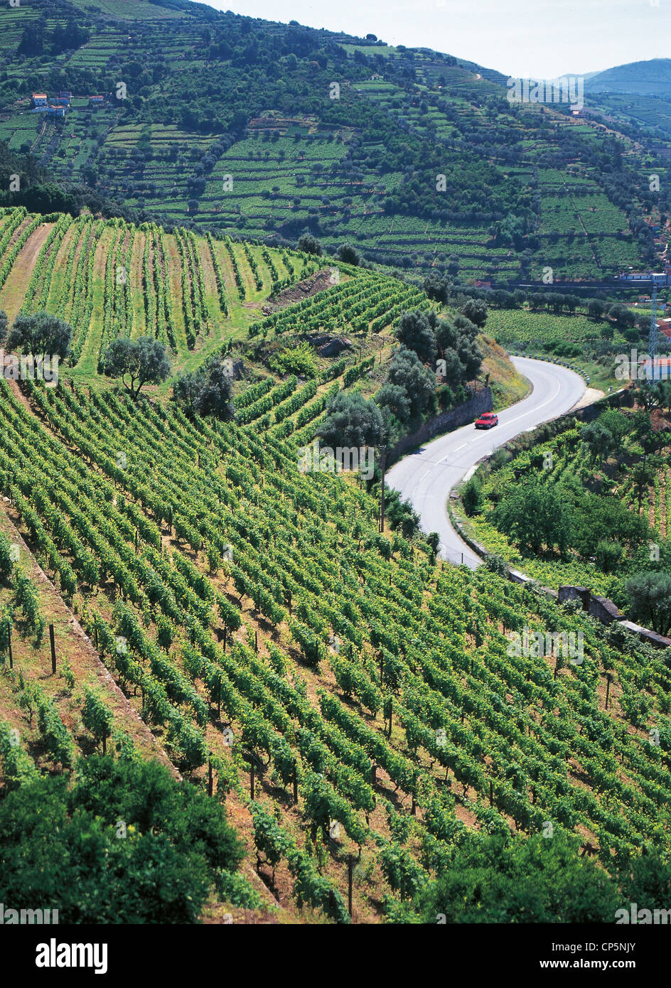Portugal - Douro Valley. VINEYARD Stock Photo