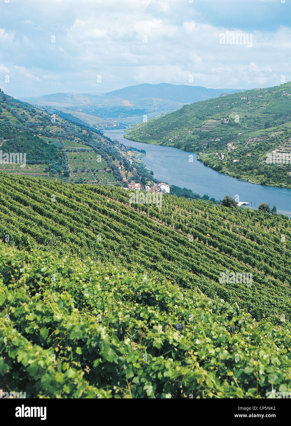 Portugal - Douro Valley, vineyards. Stock Photo