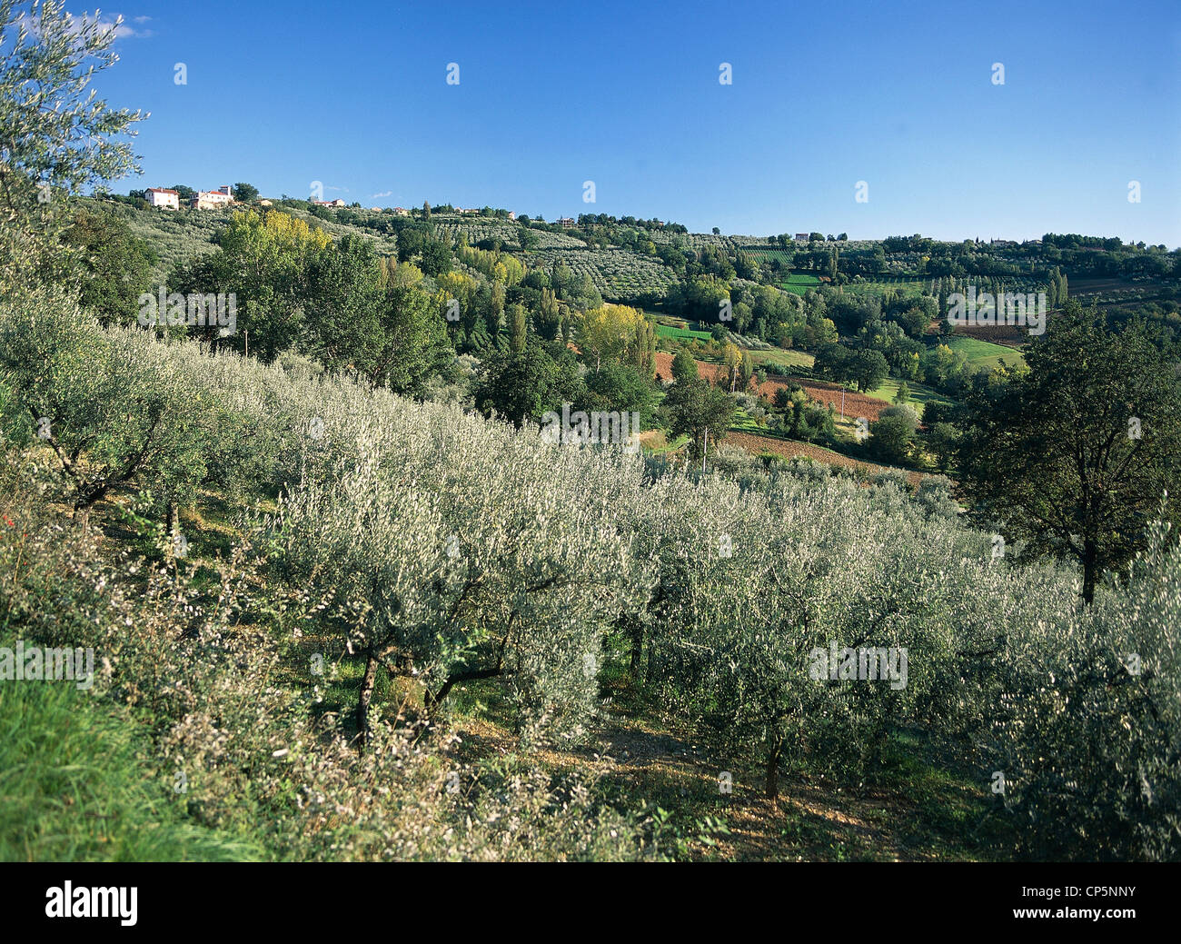 Italy - Umbria Region - Montefalco - Olive tree Stock Photo