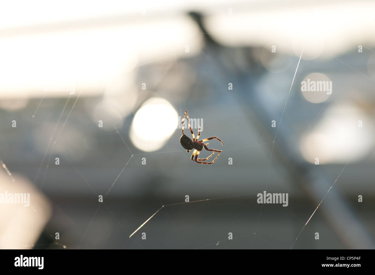 spider crawling along a web. backlit, semi silhouette,shallow depth of field Stock Photo
