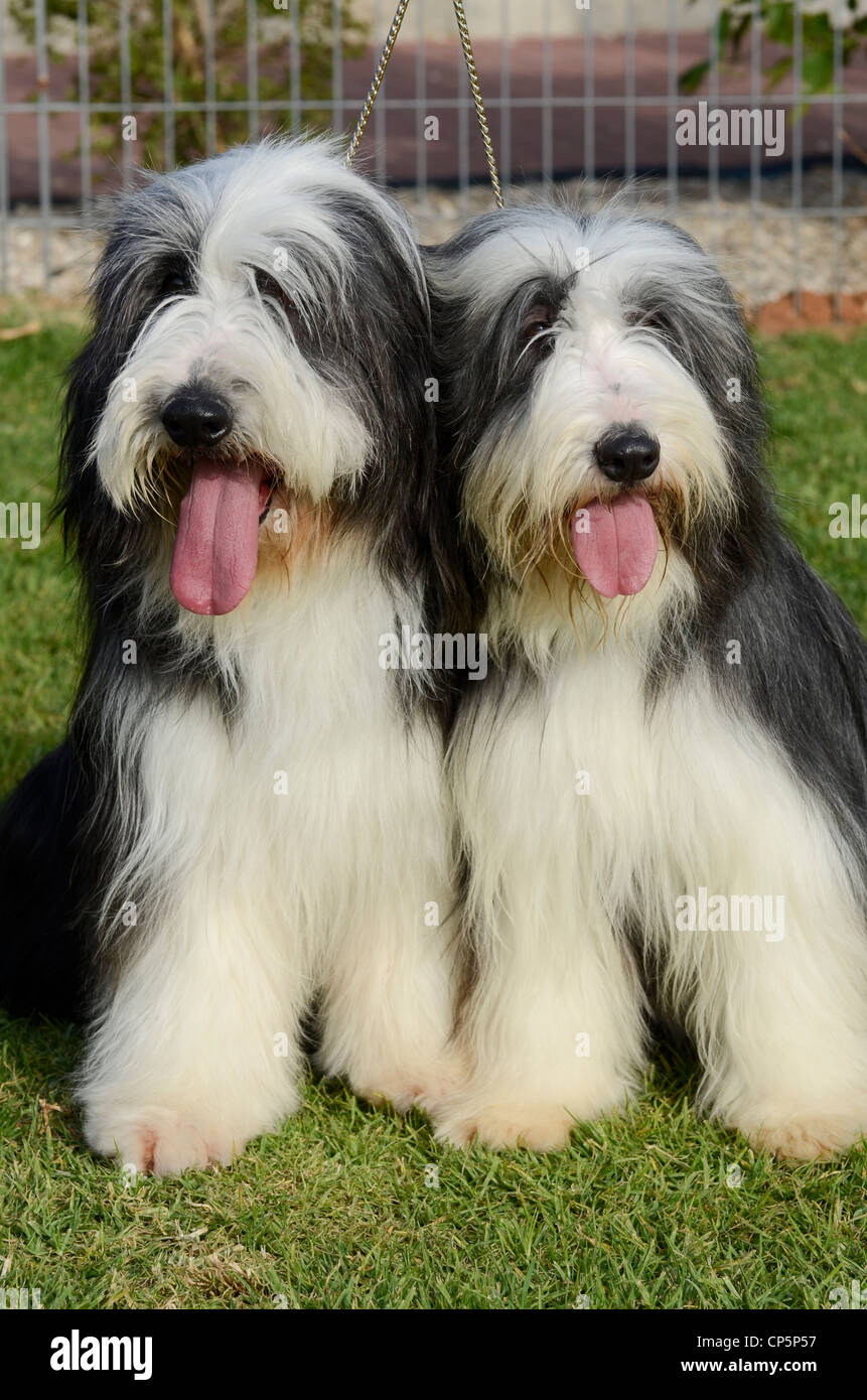 Bearded sheepdog hi-res stock photography and images - Alamy