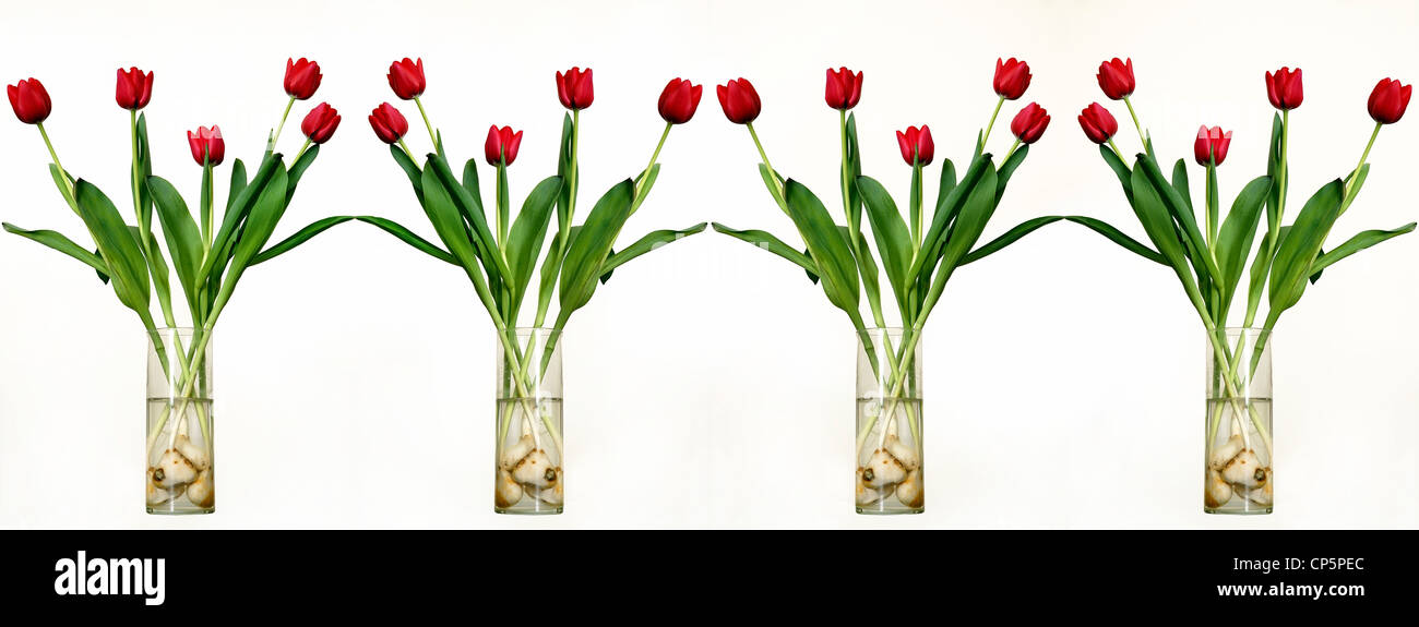 A Line Of 4 Transparent Glass Vases Containing 5 Red Tulips In
