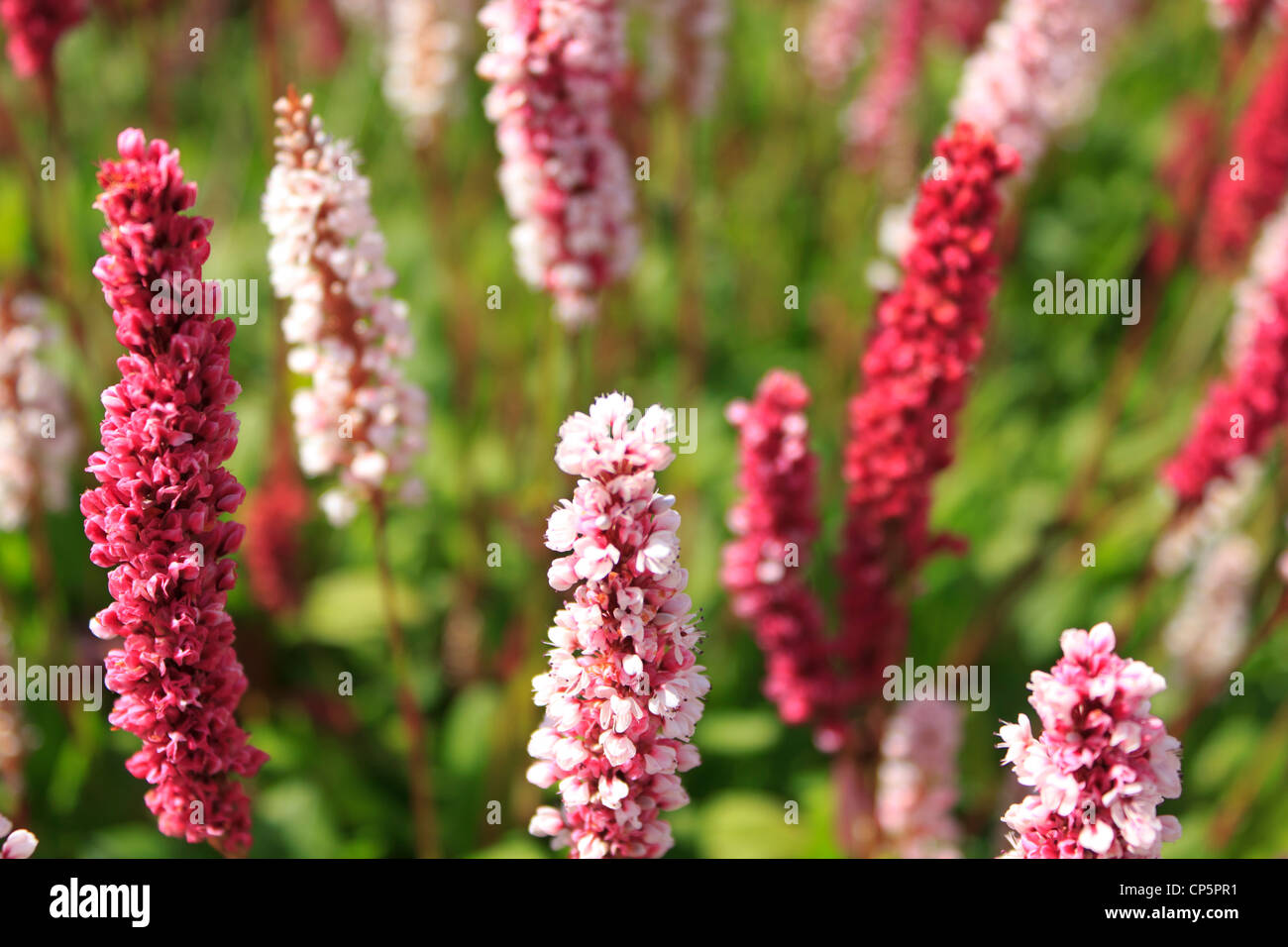 A bunch of beautiful spring time flowers. Stock Photo