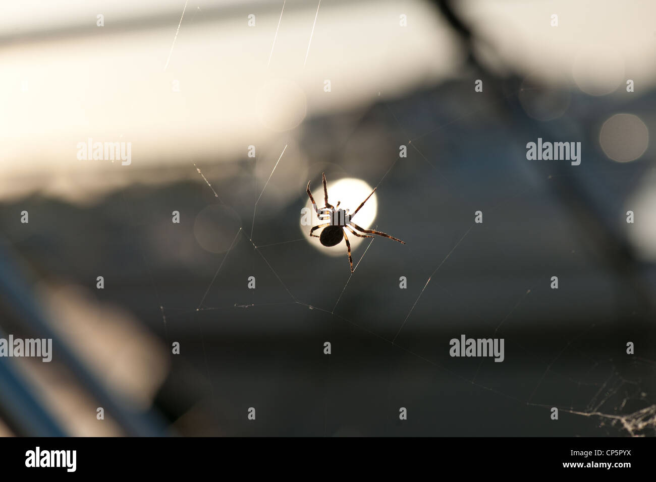 spider crawling along a web. backlit, semi silhouette,shallow depth of field Stock Photo