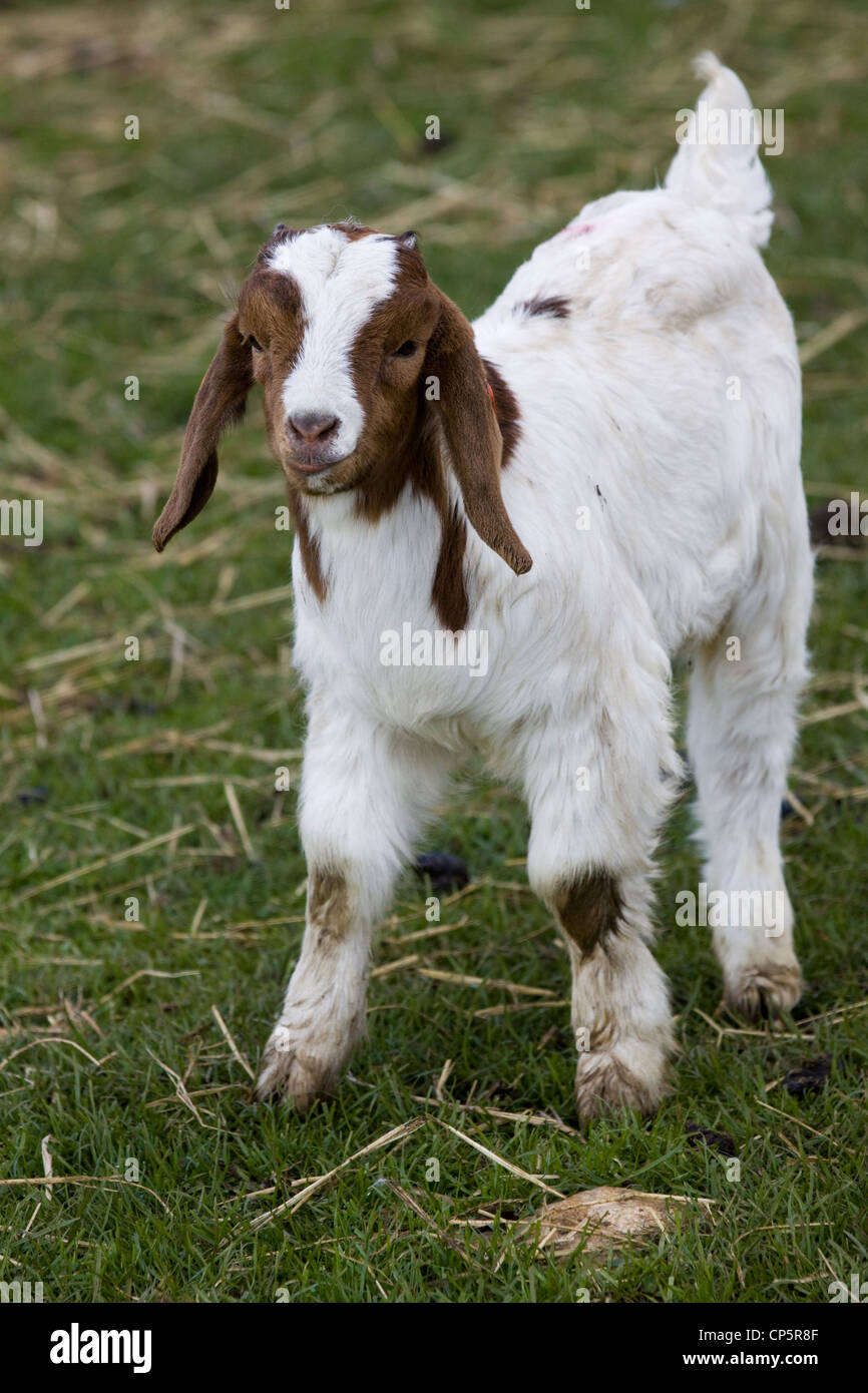 Domestic goat Capra aegagrus hircus Kid Stock Photo