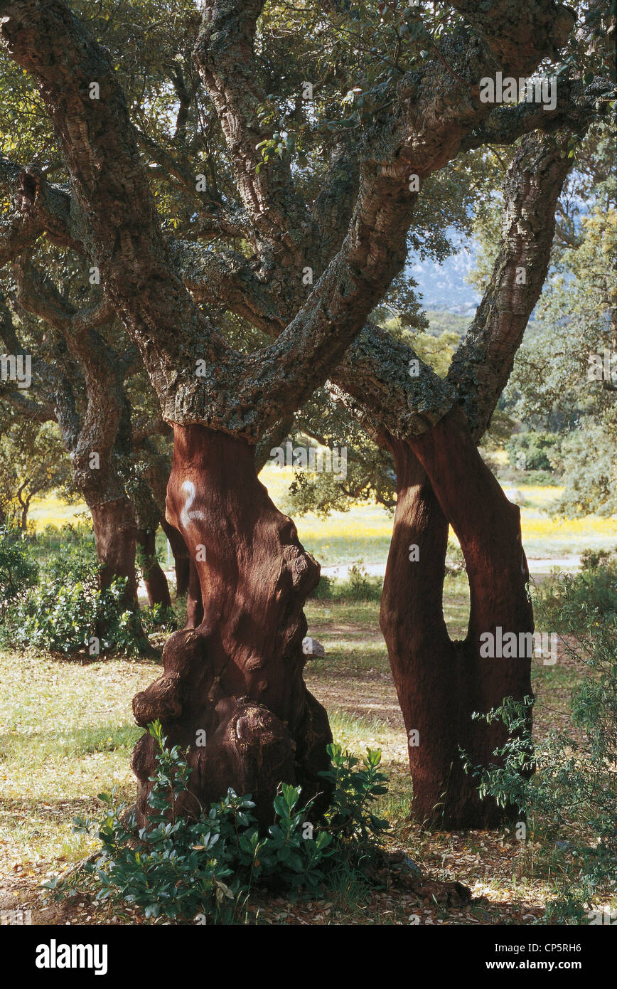 SARDINIA GALLURA cork tree Stock Photo Alamy