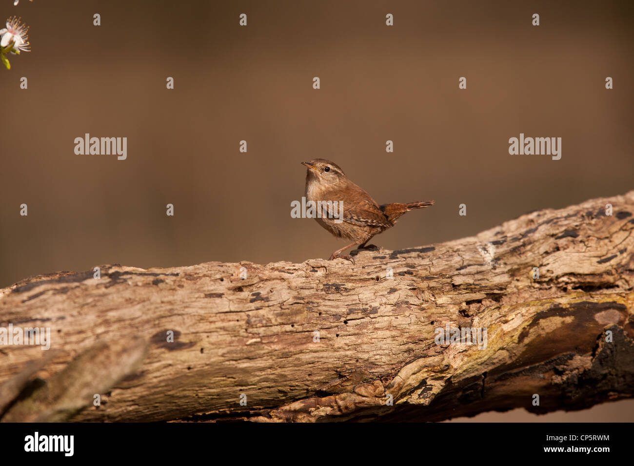 The Eurasian Wren (Troglodytes troglodytes), is a very small bird, and the only member of the wren family Troglodytidae found in Stock Photo