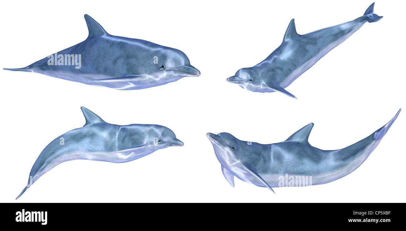 Illustration of a pack of four (4) dolphins with different poses isolated on a white background Stock Photo