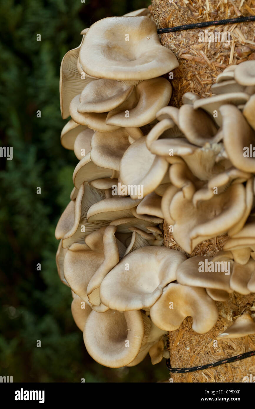 The Oyster mushroom ( Pleurotus ostreatus) edible mushroom Stock Photo