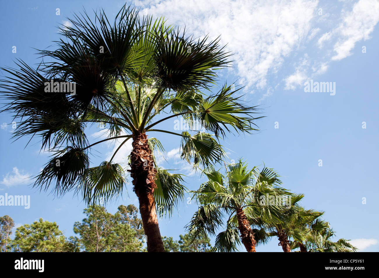 Palm trees that line the sky hi-res stock photography and images - Alamy