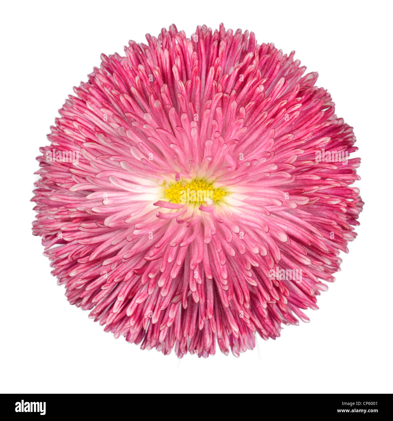 Pink Daisy Flower with Yellow Center Isolated on White Background. Bellis perennis - English Daisy - Asteraceae Macro Stock Photo