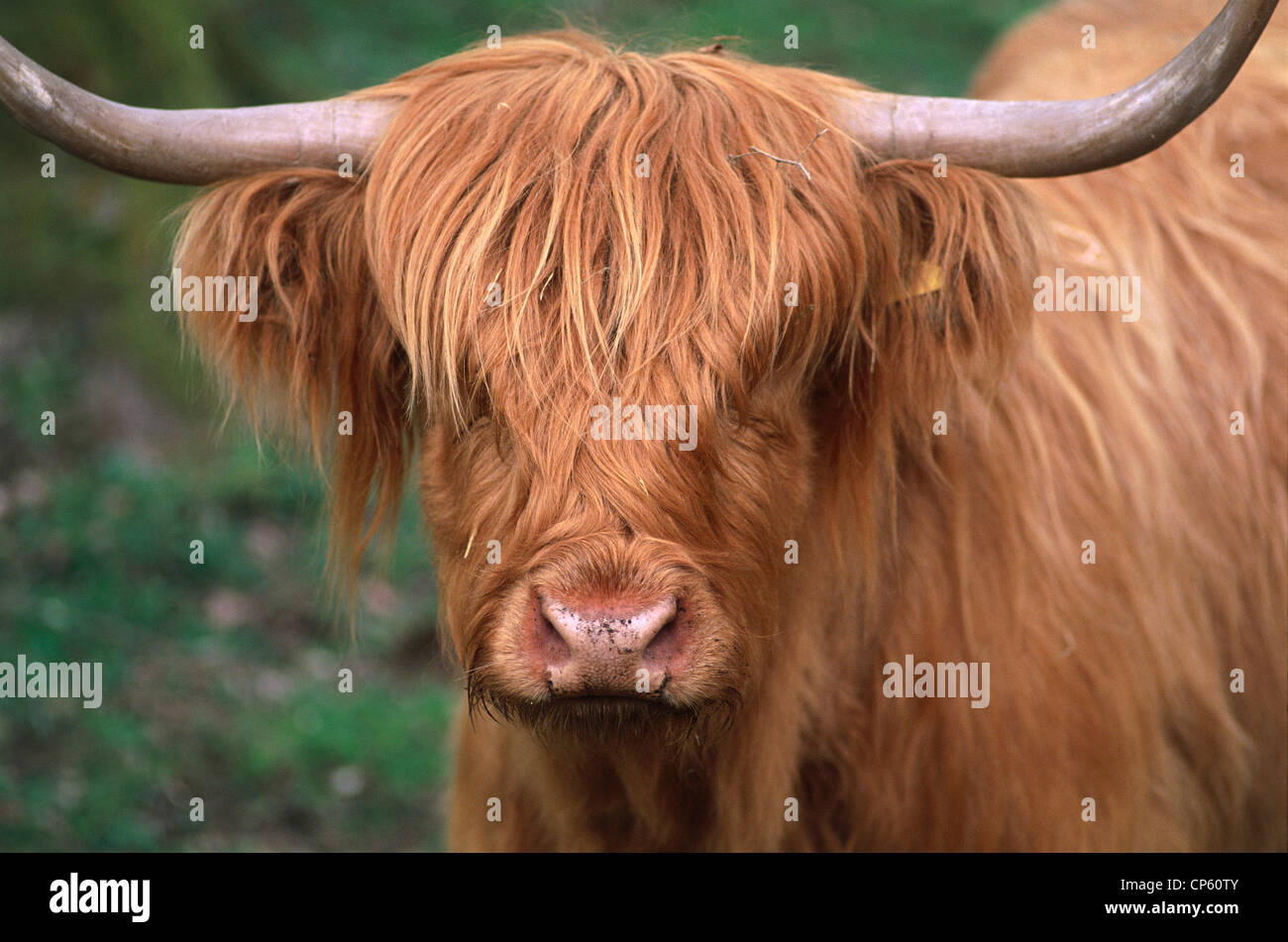 United Kingdom Of Scotland Highland Cow Stock Photo