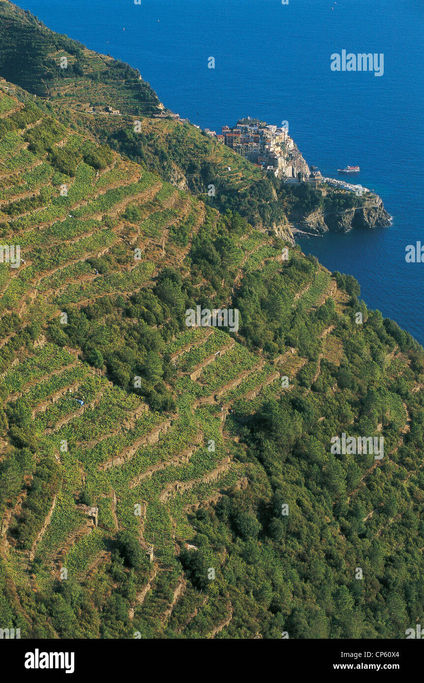 Liguria CINQUE TERRE NATIONAL PARK VOLASTRA FRACTION OF RIOMAGGIORE vineyard terraces Stock Photo