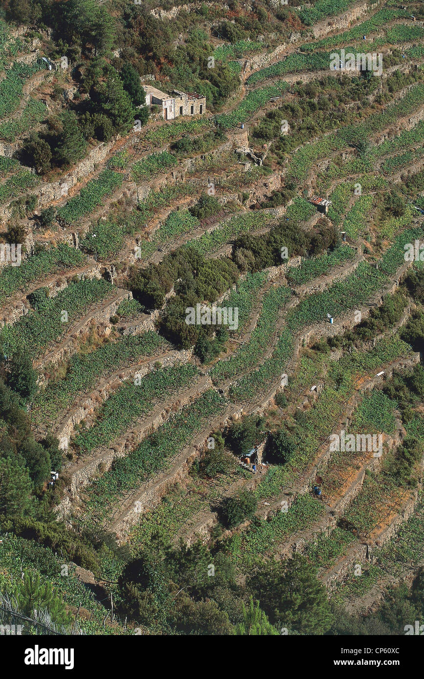 Liguria CINQUE TERRE NATIONAL PARK VOLASTRA FRACTION OF RIOMAGGIORE vineyard terraces Stock Photo