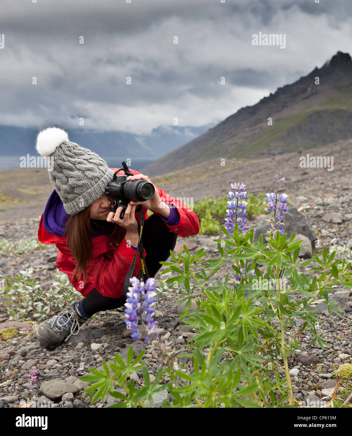 Teenage girl taking photographs of  lupine wildflowers, area by  Svinafellsjokull Glacier, Iceland Stock Photo