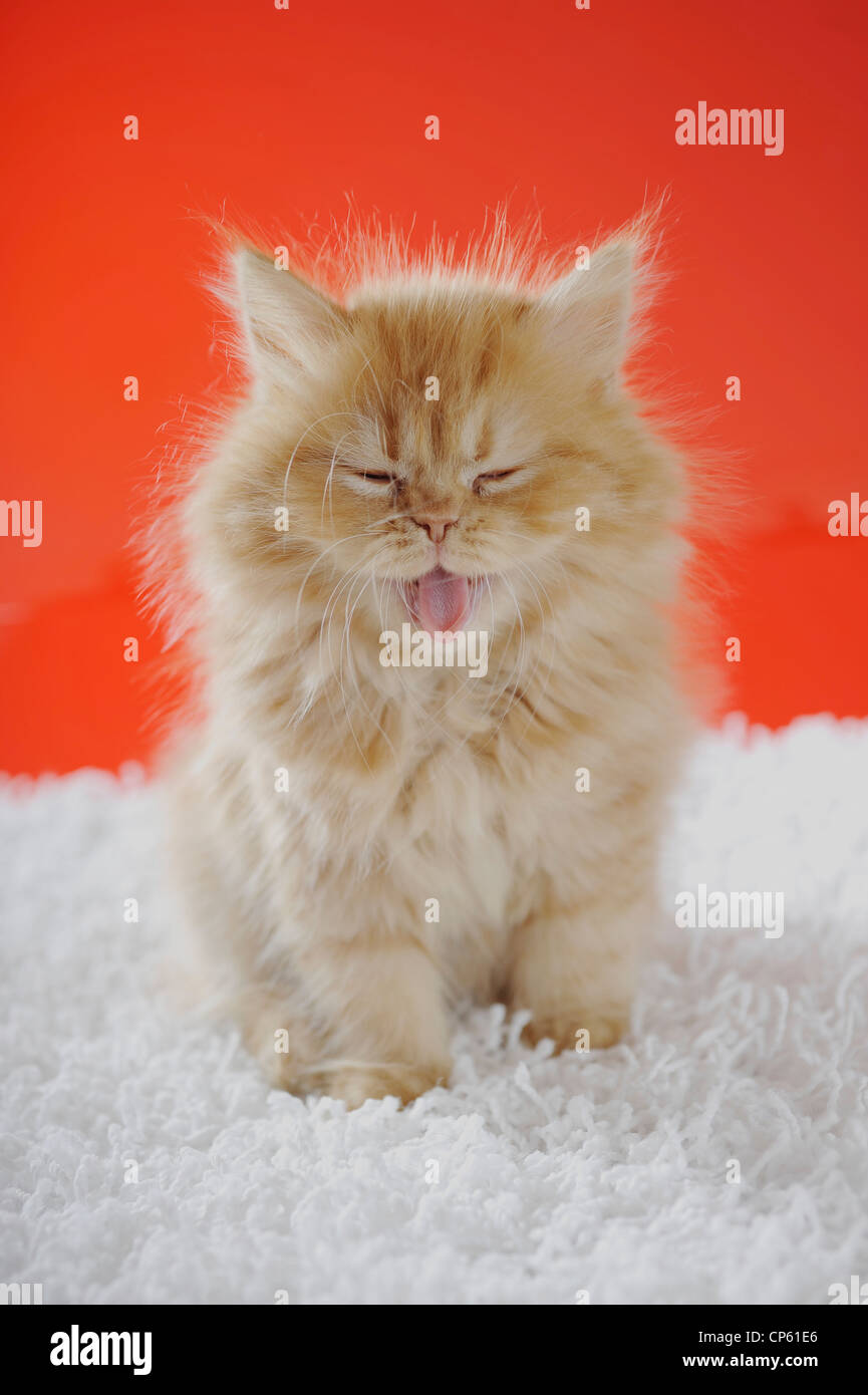 exotic longhair baby cat showing her tongue Stock Photo