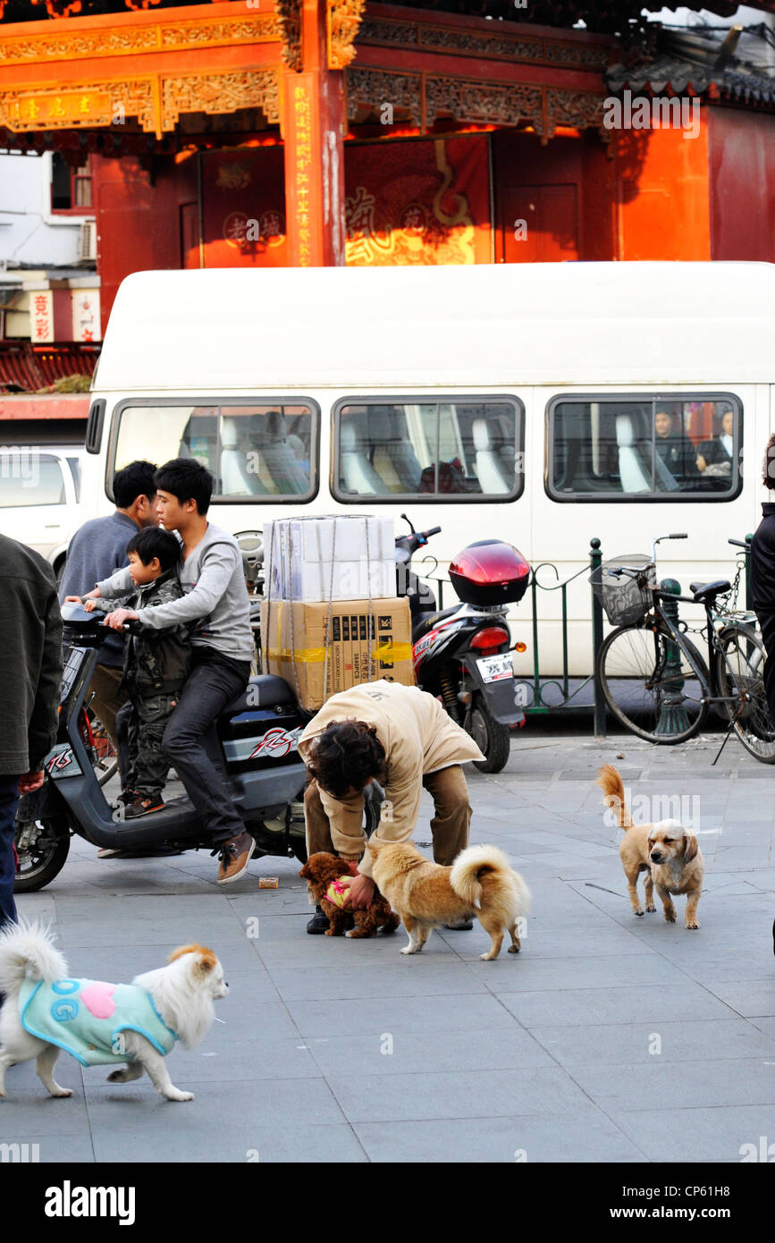 Pet dogs in Shanghai Stock Photo Alamy