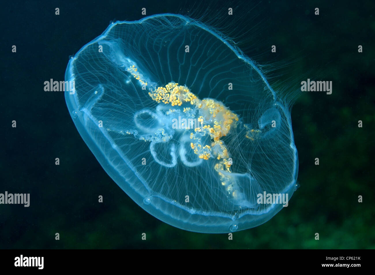 Common jellyfish (Aurelia aurita), Odessa, Black Sea, Ukraine, Eastern Europe Stock Photo