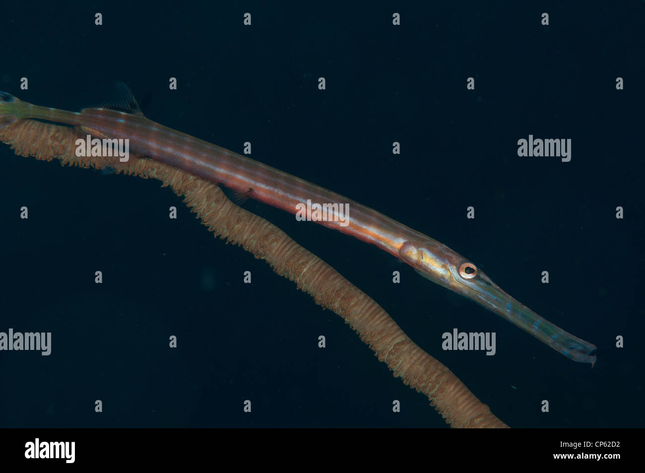 Trumpetfish (Aulostomus maculatus) using a whip coral as camouflage Stock Photo