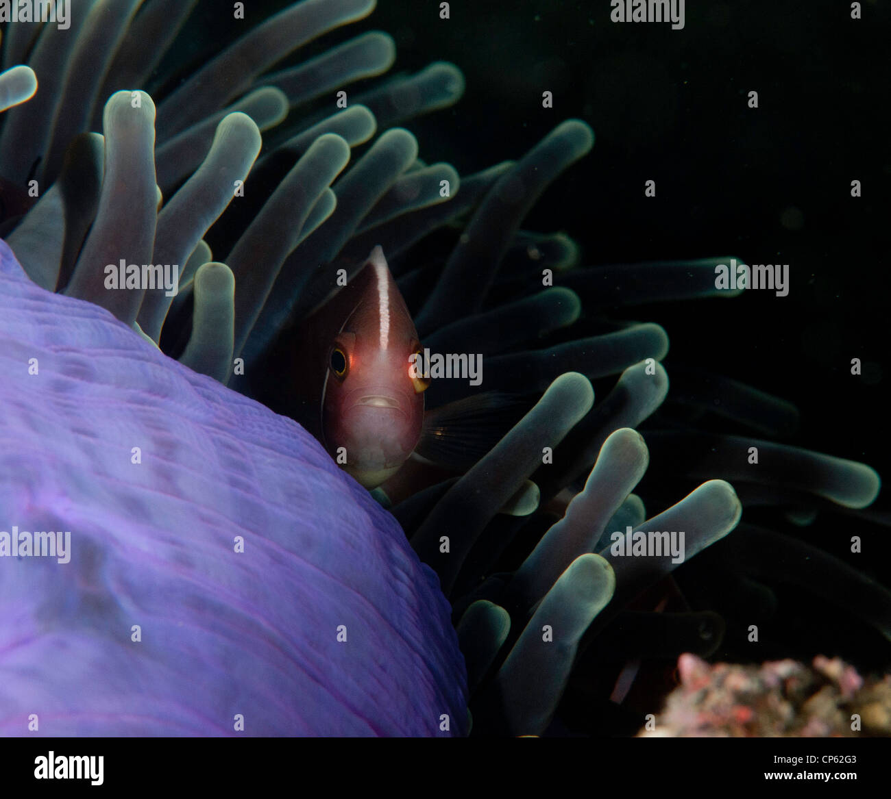 Pink anemonefish (Amphiprion perideraion) on a purple anemone ball in the Lembeh Straits of Indonesia Stock Photo