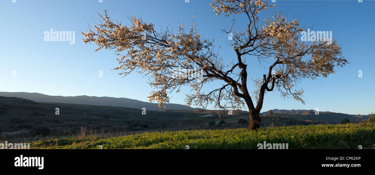 Almond Blossom in Alfaix, Andalucia Stock Photo